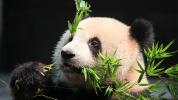 四川省卧龙自然保护区_熊猫_图片