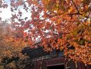 北京市香山公园_红叶_图片