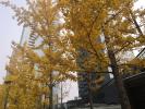 北京市_银杏树_图片