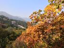 北京市香山公园_红叶_图片